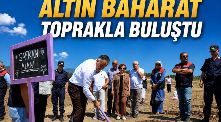 SAFRANOVA’YA 500 KİLOGRAM SAFRAN DİKİLDİ