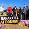SAFRAN ÜRETİCİSİ SAYISI ARTIYOR