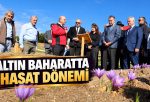 SAFRAN ÜRETİCİSİ SAYISI ARTIYOR