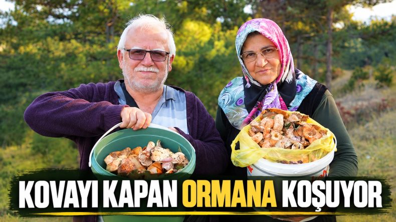 KASTAMONU’DA MANTAR BEREKETİ